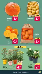 Gazetka promocyjna Netto - Woche 45 - Gazetka - ważna od 11.11 do 11.11.2023 - strona 3 - produkty: clementinen, eis, elle, Kaki, Kalanchoe, kartoffel, kartoffeln, Kürbis, sac, speisekartoffeln, Spezi, tesa, Ti, topf
