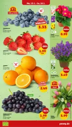 Gazetka promocyjna Penny - Prospekte - Gazetka - ważna od 18.01 do 18.01.2025 - strona 3 - produkty: blume, orange, orangen, Schal, Schale, tafeltrauben, topf, trauben