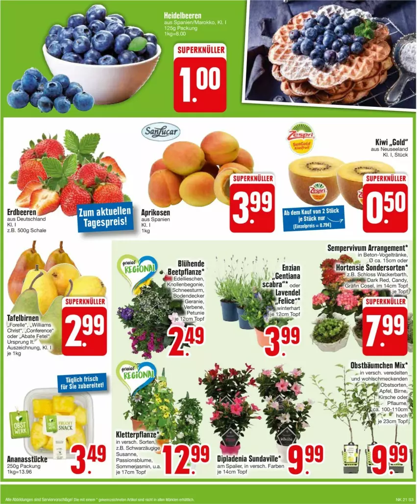 Aktueller Prospekt Edeka - Prospekte - von 20.05 bis 25.05.2024 - strona 3 - produkty: apfel, aprikose, aprikosen, Begonie, Birnen, blume, Cap, dell, dip, dipladenia, edellieschen, Elan, elle, forelle, hortensie, kirsch, kirsche, kiwi, obst, pflanze, pflaume, rel, Schal, Schale, Sempervivum, tafelbirnen, Ti, topf