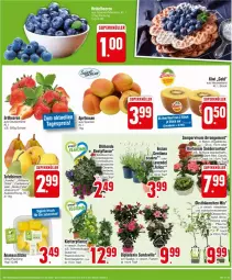 Gazetka promocyjna Edeka - Prospekte - Gazetka - ważna od 25.05 do 25.05.2024 - strona 3 - produkty: apfel, aprikose, aprikosen, Begonie, Birnen, blume, Cap, dell, dip, dipladenia, edellieschen, Elan, elle, forelle, hortensie, kirsch, kirsche, kiwi, obst, pflanze, pflaume, rel, Schal, Schale, Sempervivum, tafelbirnen, Ti, topf