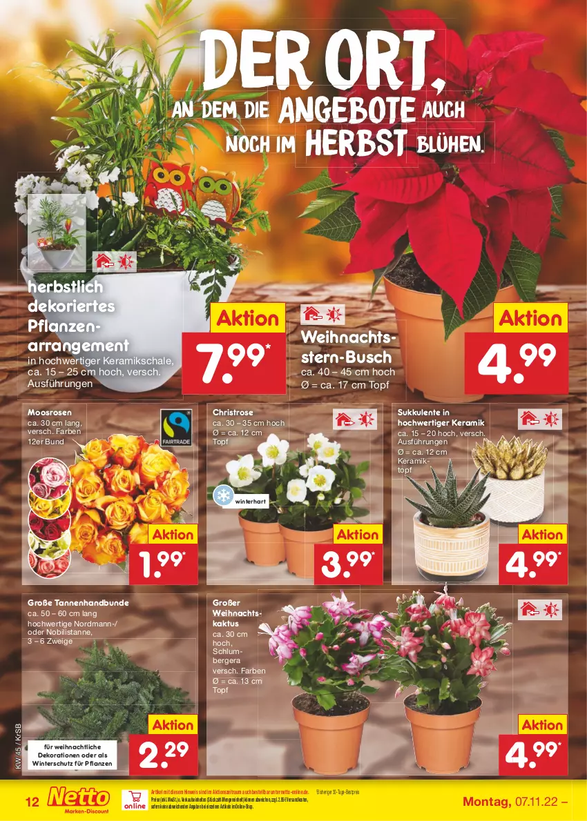 Aktueller Prospekt Netto Marken-Discount - Filial-Angebote - von 07.11 bis 12.11.2022 - strona 12 - produkty: angebot, angebote, Berger, bestpreis, dekoration, eis, ente, ndk, pflanze, pflanzen, reis, rosen, Schal, Schale, Sukkulente, Ti, topf, Weihnachtsstern, Winterschutz