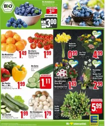 Gazetka promocyjna Edeka - Prospekte - Gazetka - ważna od 02.03 do 02.03.2024 - strona 3 - produkty: bio, Bio-Paprika, braun, champignon, champignons, gurke, lebensmittel, mandarine, mandarinen, Narzissen, paprika, rispentomaten, tomate, tomaten