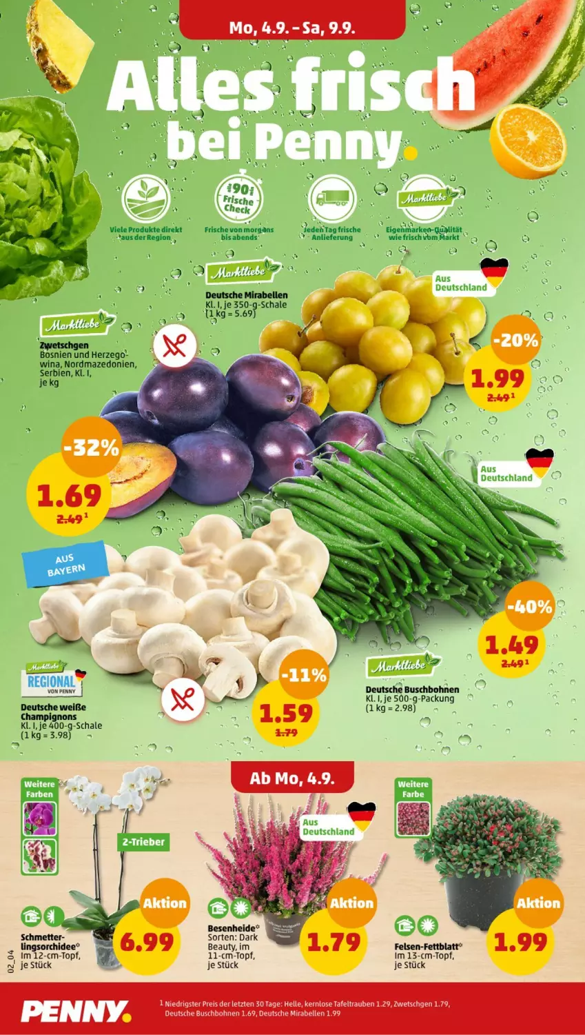 Aktueller Prospekt Penny - Prospekte - von 04.09 bis 09.09.2023 - strona 2 - produkty: bohne, bohnen, Buschbohnen, champignon, champignons, eis, elle, orchidee, reis, Schal, Schale, tafeltrauben, topf, trauben, ZTE