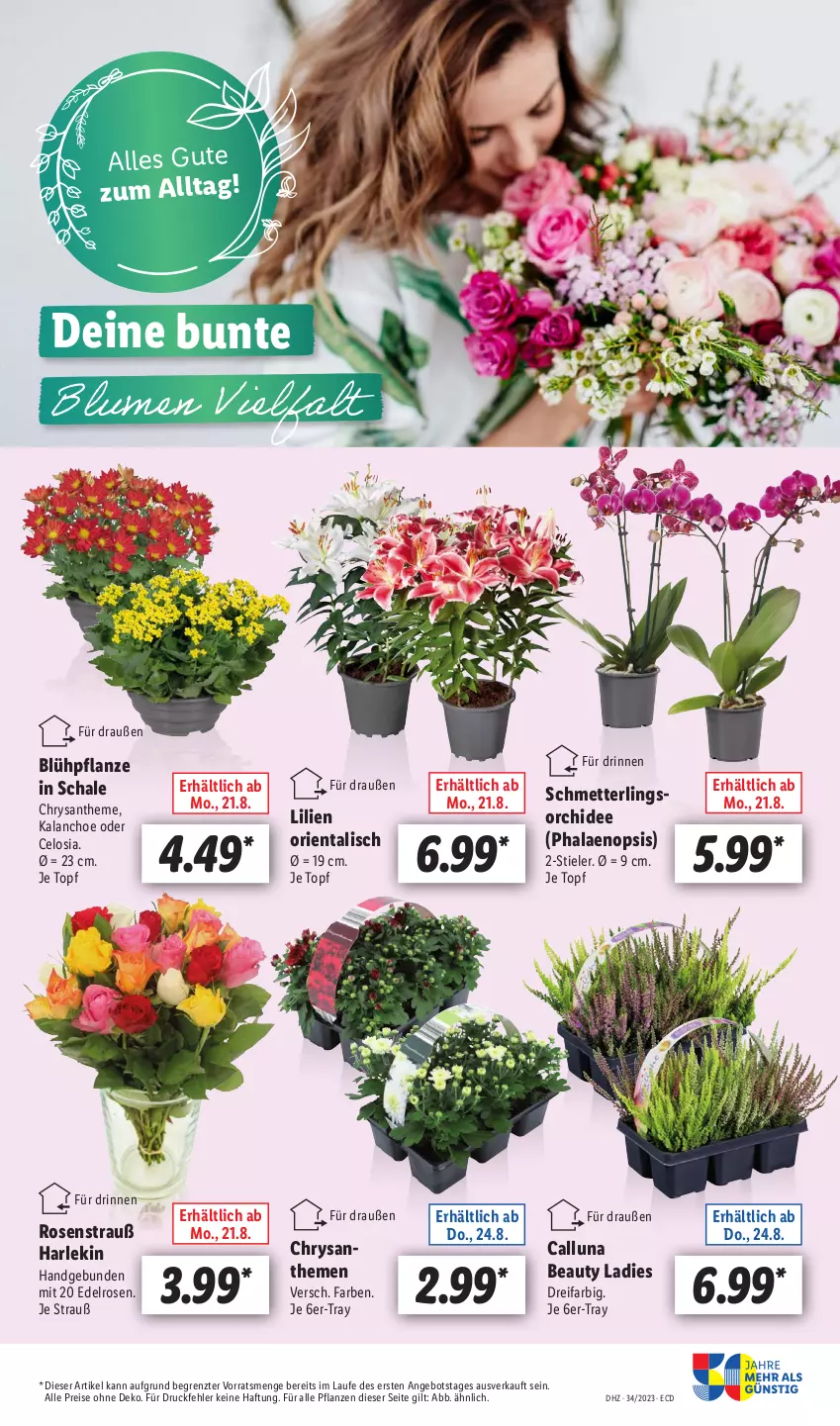 Aktueller Prospekt Lidl - Aktionsprospekt - von 21.08 bis 26.08.2023 - strona 11 - produkty: angebot, chrysanthemen, eis, HP, Kalanchoe, Mett, orchidee, pflanze, pflanzen, phalaenopsis, reis, rosen, Rosenstrauß, Schal, Schale, Schmetterling, schmetterlingsorchidee, Ti, topf, ZTE