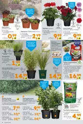Gazetka promocyjna  - Gazetka - ważna od 27.07 do 27.07.2024 - strona 4 - produkty: asus, bamboo, bambus, beutel, Blüte, dahlie, erde, Garten, Hauswurz, kirsch, Kraut, Läufer, leine, pflanze, pflanzen, Ria, rwe, Sempervivum, Ti, Tiere, topf
