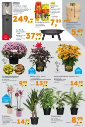 Gazetka promocyjna  - Gazetka - ważna od 29.08 do 29.08.2026 - strona 7 - produkty: auer, beutel, Blüte, briketts, buch, chrysanthemen, Container, dahlie, eis, feuerschale, flasche, Garten, grill, grillbriketts, Holz, holzkohle, natur, orchidee, orchideen, phalaenopsis, Ria, Schal, Schale, schutzhülle, Ti, topf