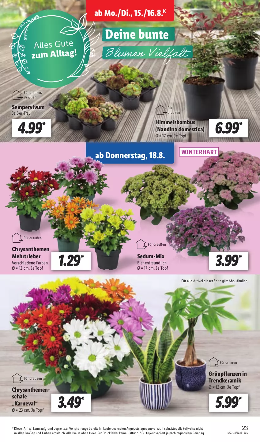 Aktueller Prospekt Lidl - Aktionsprospekt - von 15.08 bis 20.08.2022 - strona 23 - produkty: angebot, bambus, chrysanthemen, dell, eier, eis, elle, Grünpflanzen, Mode, ndk, pflanze, pflanzen, reis, Schal, Schale, Sempervivum, Ti, topf, ZTE