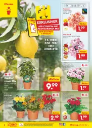 Gazetka promocyjna Netto Marken-Discount - Filial-Angebote - Gazetka - ważna od 30.07 do 30.07.2022 - strona 6 - produkty: apfel, Begonie, blume, blumen, chrysanthemen, coupon, eis, Gerber, grana, granatapfel, ndk, olive, pflanze, pflanzen, Rana, reis, rosen, Ti, topf, versandkostenfrei