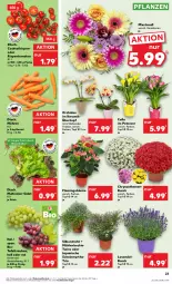 Gazetka promocyjna Kaufland - Prospekt - Gazetka - ważna od 14.08 do 14.08.2024 - strona 23 - produkty: angebot, angebote, ball, beutel, bio, blume, chrysanthemen, cocktail, Draht, eis, lavendel, möhren, orchidee, pflanze, pflanzen, reis, Ria, rispentomaten, salat, tafeltrauben, Ti, tomate, tomaten, topf, trauben, übertopf, ZTE