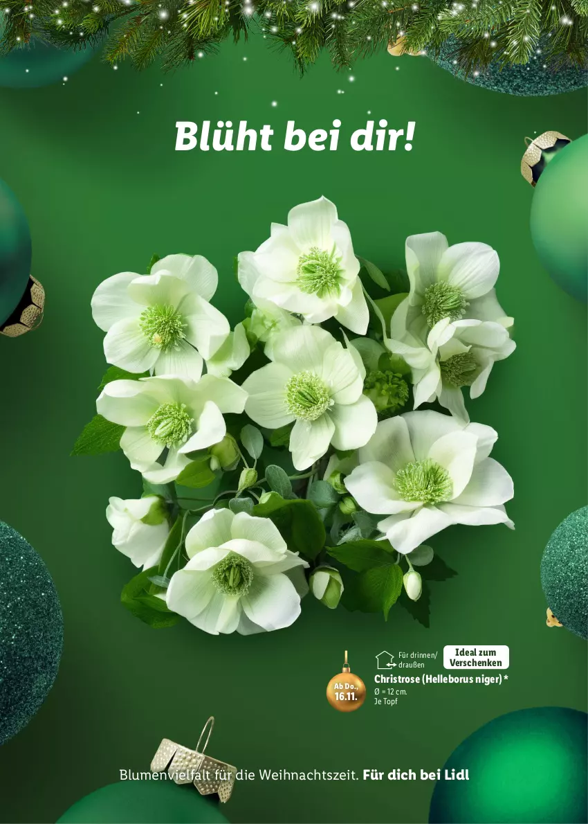 Aktueller Prospekt Lidl - Magische Weihnachtszeit - von 09.11 bis 24.12.2023 - strona 34 - produkty: blume, blumen, elle, topf