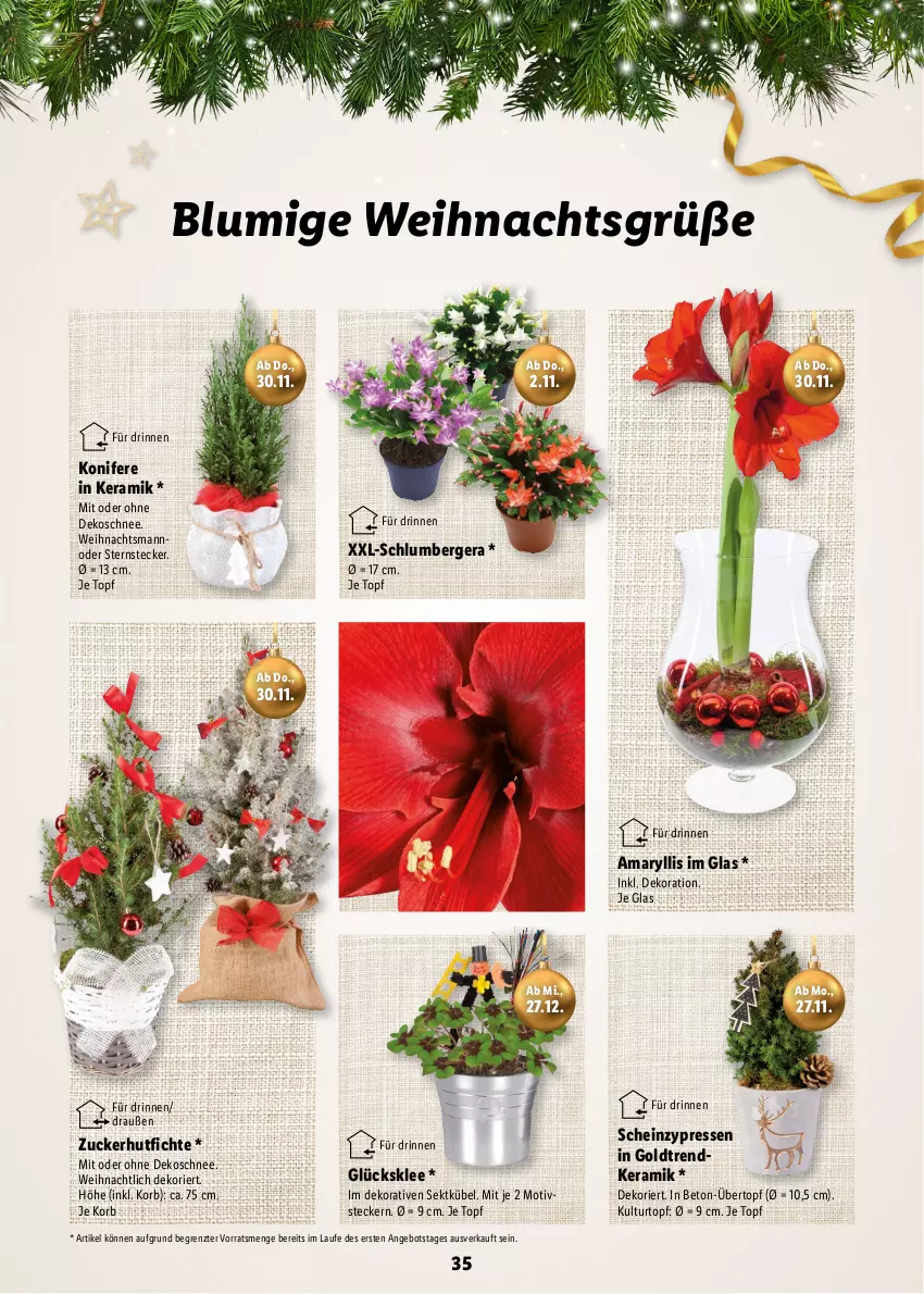 Aktueller Prospekt Lidl - Magische Weihnachtszeit - von 09.11 bis 24.12.2023 - strona 35 - produkty: angebot, Berger, dekoration, glücksklee, heinz, Konifere, korb, kulturtopf, ndk, sekt, Ti, topf, übertopf, ZTE, zucker