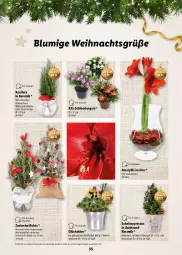 Gazetka promocyjna Lidl - Magische Weihnachtszeit - Gazetka - ważna od 24.12 do 24.12.2023 - strona 35 - produkty: angebot, Berger, dekoration, glücksklee, heinz, Konifere, korb, kulturtopf, ndk, sekt, Ti, topf, übertopf, ZTE, zucker