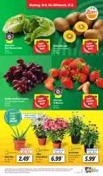 Gazetka promocyjna Lidl - Aktionsprospekt - Gazetka - ważna od 24.06 do 24.06.2023 - strona 7 - produkty: aloe vera, beere, beeren, discount, Echinacea, eis, Elan, erdbeere, erdbeeren, kiwi, Kiwi Gold, pflanze, pflanzen, reis, salat, Ti, topf, trauben