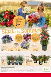 Gazetka promocyjna Selgros - Food - Gazetka - ważna od 19.06 do 19.06.2024 - strona 32 - produkty: Abtei, angebot, angebote, ball, blume, blumen, Blüte, eis, elle, ente, hydrangea, hydrangea macrophylla, LG, mac, pflanze, pflanzen, Rauch, reis, rosen, teller, Ti, topf