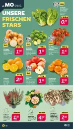 Gazetka promocyjna Netto - Woche 41 - Gazetka - ważna od 14.10 do 14.10.2023 - strona 6 - produkty: Begonie, hortensie, mandarine, mandarinen, orange, orangen, rispentomaten, rosen, Rosenkohl, sac, Ti, tomate, tomaten, topf, zwiebel, zwiebeln