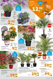 Gazetka promocyjna  - Gazetka - ważna od 20.04 do 20.04.2024 - strona 5 - produkty: Blüte, Container, Garten, hama, lavendel, orchidee, pflanze, pflanzen, phalaenopsis, rosen, stauden, Ti, topf, übertopf