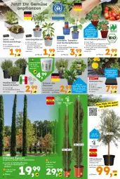 Gazetka promocyjna  - Gazetka - ważna od 20.04 do 20.04.2024 - strona 6 - produkty: Bau, beere, beeren, bio, Container, erdbeere, erdbeeren, Erdbeerpflanze, Garten, gewürz, gurke, gurken, Kraut, kräuter, kräutern, mac, olive, oliven, paprika, pflanze, pflanzen, salat, Schal, Schale, Ti, tisch, tomate, tomaten, topf, und gemüse