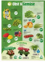 Gazetka promocyjna Vmarkt - Prospekte - Gazetka - ważna od 17.09 do 17.09.2025 - strona 4 - produkty: Alpenveilchen, cocktail, DJI, eier, eis, Kürbis, natur, Pak Choi, papier, salat, Schal, Schale, tomate, tomaten, topf