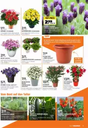 Gazetka promocyjna Obi - Prospekte - Gazetka - ważna od 17.04 do 17.04.2022 - strona 3 - produkty: Blüte, dip, dipladenia, eier, eis, geranie, Körbchen, lavendel, Mett, Pelargonium, petunie, pflanze, Pflanztopf, reis, Schal, Schale, Schmetterling, tee, top-preis, topf, übertopf, zauberglöckchen