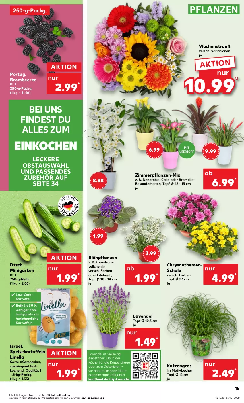 Aktueller Prospekt Kaufland - Prospekt - von 22.06 bis 28.06.2023 - strona 17 - produkty: angebot, angebote, Becher, beere, beeren, brombeere, brombeeren, Bromelie, chrysanthemen, corona, eis, gurke, gurken, HP, kartoffel, kartoffeln, körperpflege, küche, lavendel, obst, pflanze, pflanzen, Ria, Schal, Schale, speisekartoffeln, Ti, topf, topf ø 12 cm, übertopf