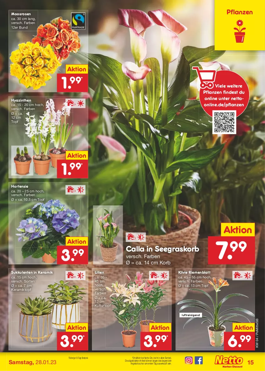 Aktueller Prospekt Netto Marken-Discount - Filial-Angebote - von 23.01 bis 28.01.2023 - strona 15 - produkty: angebot, bestpreis, eis, ente, hortensie, korb, kulturtopf, pflanze, pflanzen, reis, rosen, Sukkulente, Ti, topf, ZTE