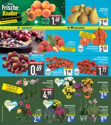 Gazetka promocyjna E Center - Angebote der Woche - Gazetka - ważna od 03.06 do 03.06.2023 - strona 2 - produkty: aprikose, aprikosen, beere, beeren, Birnen, blume, dahlie, eis, ente, erdbeere, erdbeeren, fleisch, kirsch, kirsche, kirschen, Körbchen, orchidee, pflanze, pflanzen, phalaenopsis, reis, rispentomaten, Romatomaten, Schal, Schale, Schmuck, Strohblume, super-knüller, tafelbirnen, Ti, tomate, tomaten, topf, ZTE