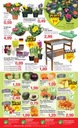 Gazetka promocyjna Jawoll - Prospekte - Gazetka - ważna od 19.02 do 19.02.2022 - strona 8 - produkty: avocado, Birnen, cin, clementinen, dell, eis, elle, Garten, Germ, Holz, HP, kartoffel, kartoffeln, korb, latte, limette, limetten, Mett, metten, Mode, möhren, orange, orangen, pflanze, pflanzen, regal, rote bete, rotkohl, Schal, Schale, Schütze, speisekartoffeln, speisemöhren, Speisezwiebeln, Spiele, Ti, tisch, tischplatte, topf, Weißkohl, Wirsing, Wirsingkohl, zwiebel, zwiebeln