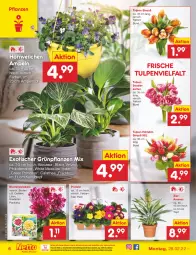 Gazetka promocyjna Netto Marken-Discount - Filial-Angebote - Gazetka - ważna od 05.03 do 05.03.2022 - strona 6 - produkty: ananas, blume, blumen, dahlie, eis, Gladiolen, Grünpflanzen, kulturtopf, lack, ndk, pflanze, pflanzen, Primeln, Rana, reis, Thea, Ti, tisch, topf, velvet, versandkostenfrei, zwiebel, zwiebeln