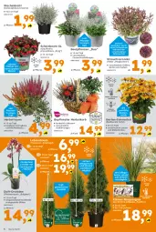 Gazetka promocyjna  - Gazetka - ważna od 20.09 do 20.09.2025 - strona 6 - produkty: Bau, beere, beeren, Blüte, Draht, Garten, korb, leine, Leuchte, leuchten, LG, orange, orchidee, phalaenopsis, Rauch, Ria, Ti, topf, ZTE