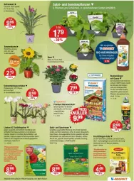 Gazetka promocyjna Vmarkt - Prospekte - Gazetka - ważna od 17.07 do 17.07.2024 - strona 15 - produkty: angebot, angebote, Bau, bio, biozidprodukte, blume, blumen, blumenerde, buch, dünger, eis, elle, erde, essig, frucht, Garten, im 9-cm-topf, käfer, kartoffel, kartoffeln, kräuter, kräutern, LG, Liege, mac, Mett, natur, obst, orchidee, pflanze, pflanzen, phalaenopsis, rasen, Rauch, rwe, Safran, Schmetterling, schmetterlingsorchidee, sonnenblume, Spezi, spitzenqualität, Sport, Ti, topf, und gemüse, vita, ZTE