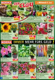 Gazetka promocyjna Norma - Norma - Gazetka - ważna od 14.06 do 14.06.2022 - strona 12 - produkty: ananas, aubergine, bio, blume, Blüte, braun, butter, calibrachoa, dip, dipladenia, eis, fleisch, frucht, Garten, gin, Kaiser, kartoffel, kirsch, kirsche, kohlrabi, kopfsalat, kulturtopf, Mett, orange, paprika, petersilie, pflanze, pflanzen, pflaume, salat, salatherzen, Schal, Schale, Schmetterling, sonnenblume, tomate, tomaten, topf, übertopf, wein, WICK, zauberglöckchen, zucker