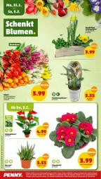 Gazetka promocyjna Penny - Prospekte - Gazetka - ważna od 05.02 do 05.02.2022 - strona 24 - produkty: aloe vera, blume, eis, korb, reis, Schal, Schale, tee, Ti