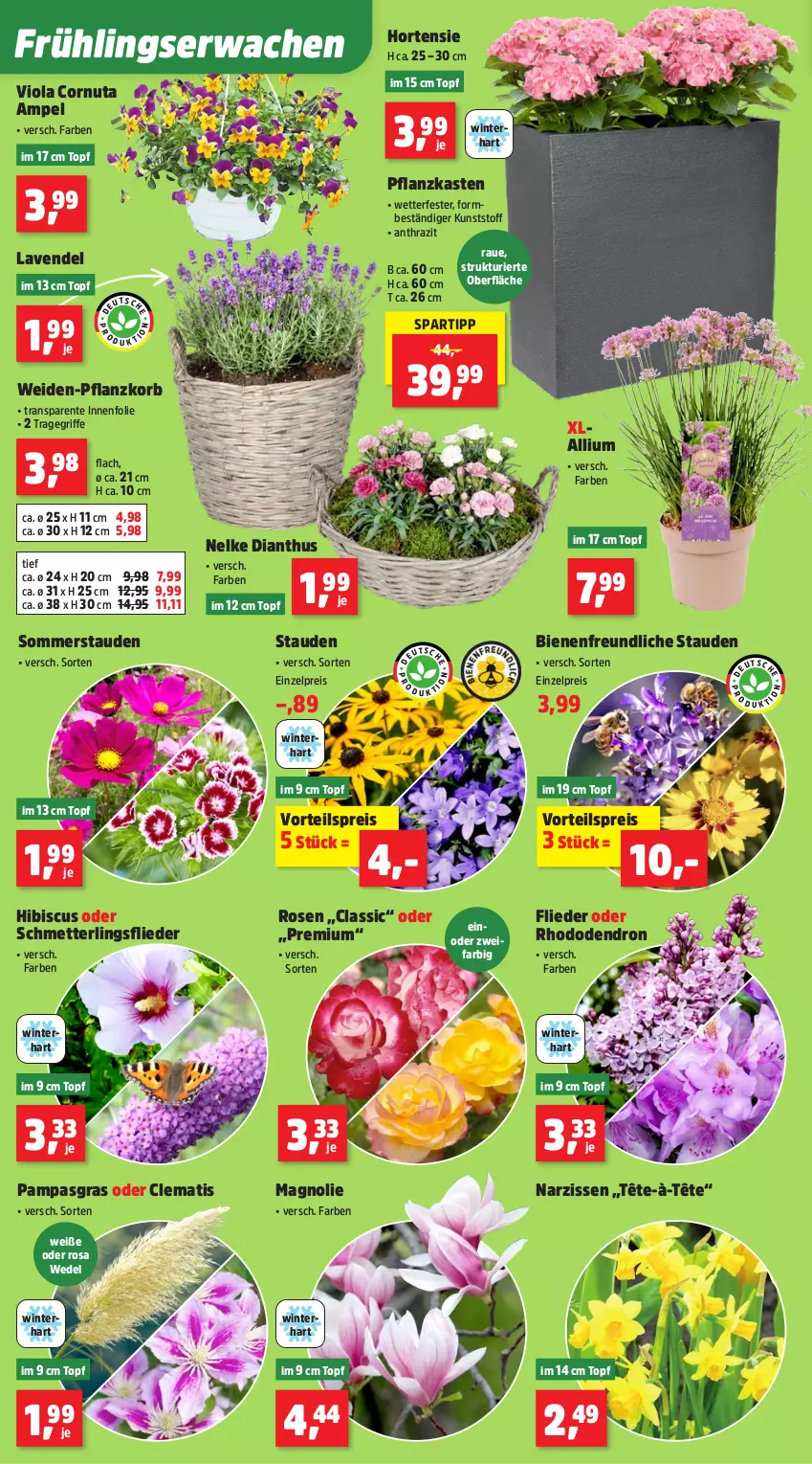 Aktueller Prospekt Thomas Philipps - von 23.03 bis 28.03.2026 - strona 4 - produkty: eis, ente, flieder, hortensie, korb, lavendel, Mett, Narzissen, Pflanzkasten, reis, rosen, Schmetterling, spartipp, stauden, Ti, topf, tragegriff, vorteilspreis, wedel