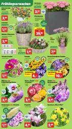 Gazetka promocyjna Thomas Philipps - Gazetka - ważna od 28.03 do 28.03.2026 - strona 4 - produkty: eis, ente, flieder, hortensie, korb, lavendel, Mett, Narzissen, Pflanzkasten, reis, rosen, Schmetterling, spartipp, stauden, Ti, topf, tragegriff, vorteilspreis, wedel