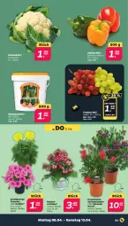 Gazetka promocyjna Netto - Woche 15 - Gazetka - ważna od 13.04 do 13.04.2024 - strona 3 - produkty: auer, Bau, Bauer, blume, blumen, blumenkohl, dahlie, eis, gurke, gurken, orchidee, paprika, paprika mix, petunie, petunien, reis, trauben