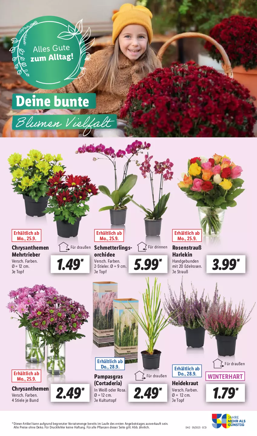 Aktueller Prospekt Lidl - Aktionsprospekt - von 25.09 bis 30.09.2023 - strona 63 - produkty: angebot, eis, Heidekraut, Kraut, kulturtopf, Mett, orchidee, reis, Ria, rosen, Schmetterling, schmetterlingsorchidee, Ti, topf, ZTE