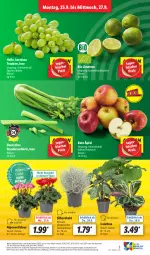 Gazetka promocyjna Lidl - Aktionsprospekt - Gazetka - ważna od 30.09 do 30.09.2023 - strona 3 - produkty: Alpenveilchen, angebot, bio, Draht, eis, elle, limette, limetten, Mett, metten, preisvorteil, reis, stauden, Thea, Ti, trauben, ZTE
