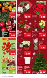 Gazetka promocyjna Kaufland - Prospekt - Gazetka - ważna od 13.12 do 13.12.2023 - strona 19 - produkty: angebot, angebote, apfel, bio, creme, früchte, grana, granatapfel, Heu, Holz, Kaki, kiwi, pflanze, pflanzen, Rana, Ria, Romatomaten, Ti, tomate, tomaten, topf, topf ø 12 cm, übertopf, Weihnachtsstern, zwiebel, zwiebeln