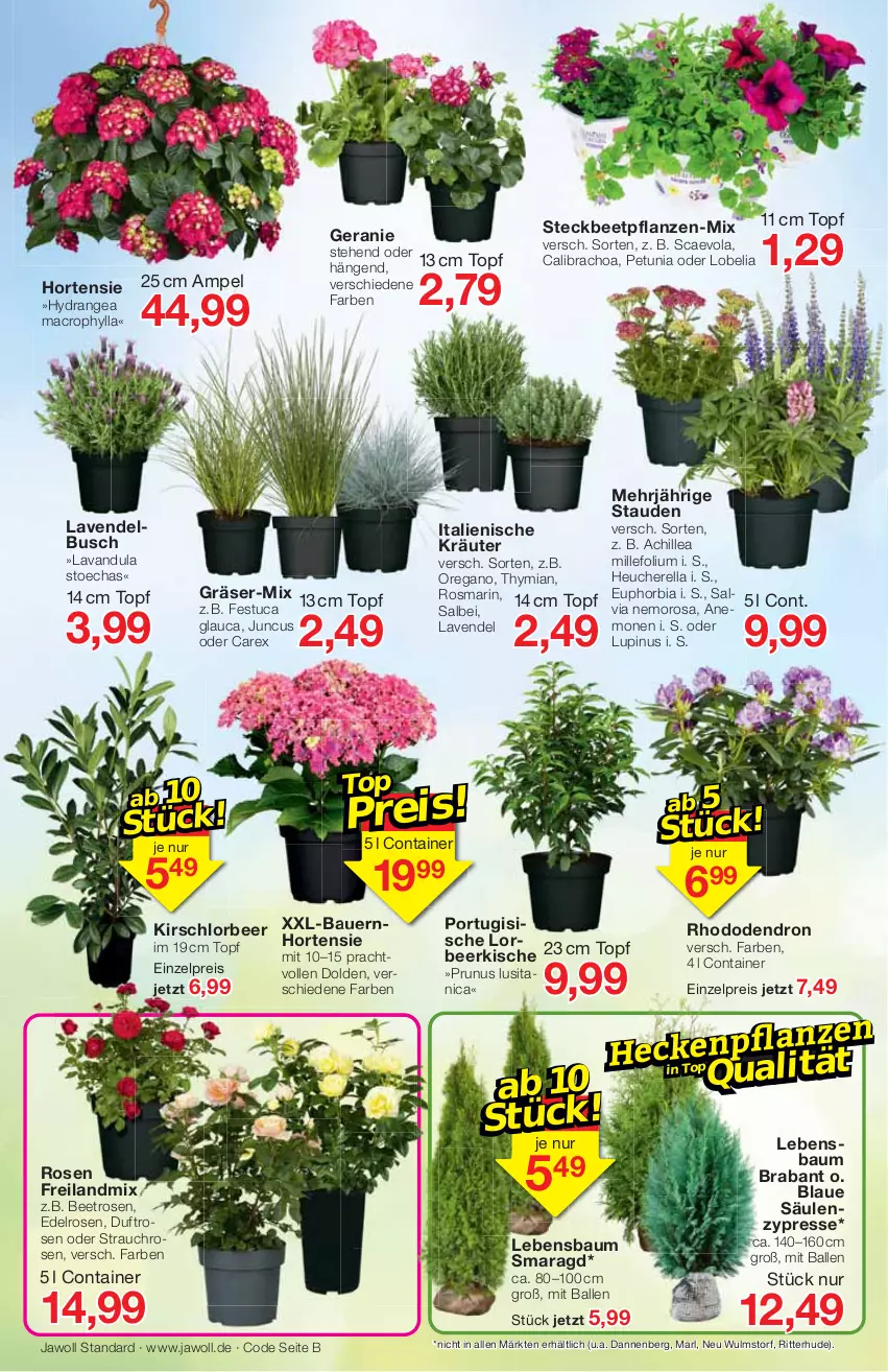 Aktueller Prospekt Jawoll - Prospekte - von 03.04 bis 09.04.2022 - strona 8 - produkty: auer, ball, Bau, Bauer, beetpflanzen, calibrachoa, Container, eis, geranie, Heu, hortensie, hydrangea, hydrangea macrophylla, kirsch, kräuter, lavendel, mac, pflanze, pflanzen, Rauch, reis, rel, ritter, rosen, rosmarin, stauden, topf, tuc