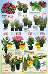 Gazetka promocyjna Jawoll - Prospekte - Gazetka - ważna od 09.04 do 09.04.2022 - strona 8 - produkty: auer, ball, Bau, Bauer, beetpflanzen, calibrachoa, Container, eis, geranie, Heu, hortensie, hydrangea, hydrangea macrophylla, kirsch, kräuter, lavendel, mac, pflanze, pflanzen, Rauch, reis, rel, ritter, rosen, rosmarin, stauden, topf, tuc
