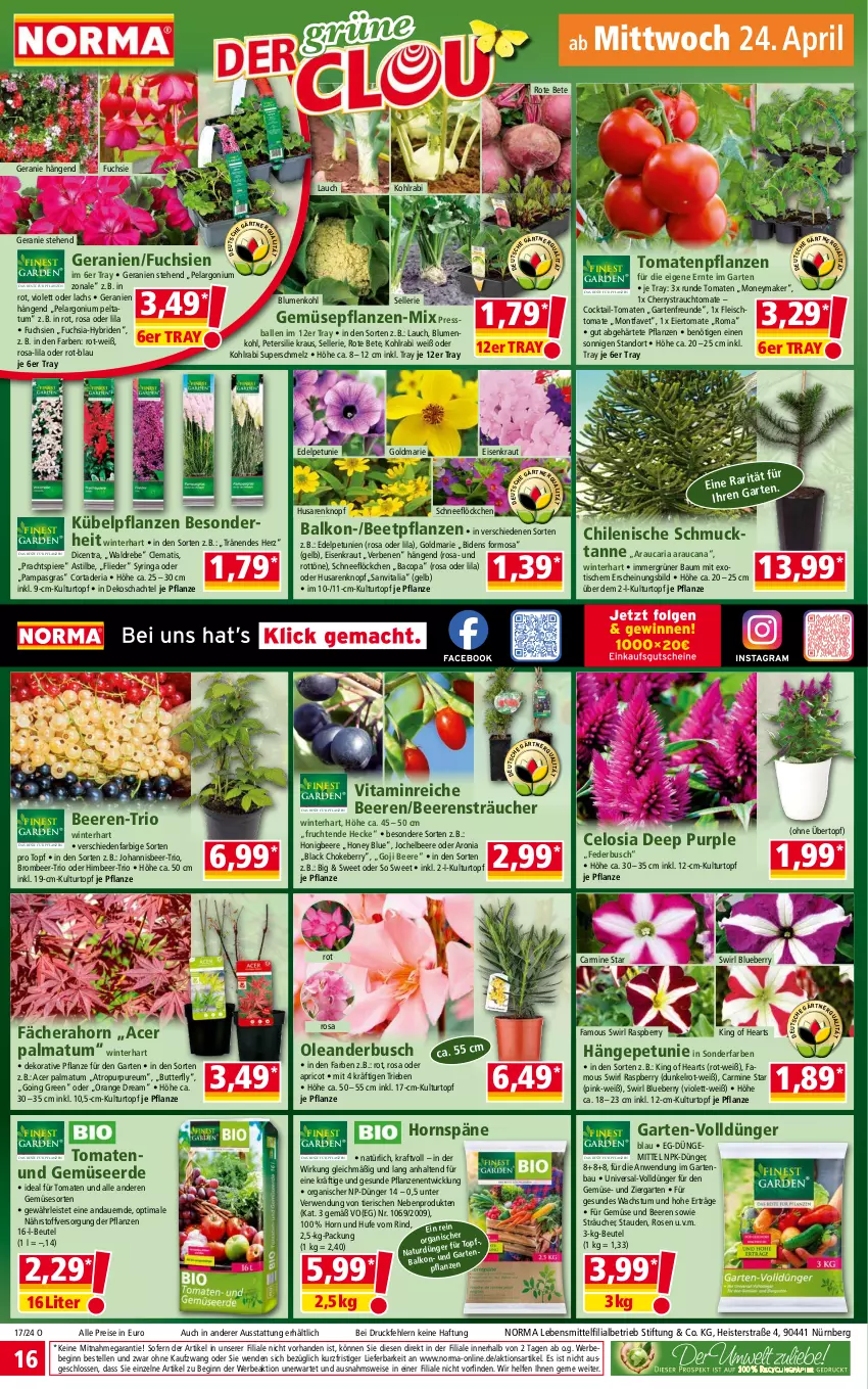 Aktueller Prospekt Norma - Norma - von 22.04 bis 29.04.2024 - strona 16 - produkty: acer, asti, auer, ball, Bau, Bebe, beere, beeren, beetpflanzen, beutel, blueberry, blume, blumen, blumenkohl, butter, caria, cocktail, dünger, eier, eis, elle, erde, fleisch, flieder, frucht, Garten, Gemüseerde, geranie, geranien, gin, goldmarie, himbeer, honig, kohlrabi, kraft, Kraut, kübelpflanzen, kulturtopf, lachs, lack, lebensmittel, orange, Pelargonium, petersilie, petunie, petunien, pflanze, pflanzen, pril, raspberry, Rauch, reis, Ria, rind, ring, rosen, rote bete, rwe, Schmuck, stauden, swirl, Ti, tisch, tomate, tomaten, topf, übertopf, und gemüse, vita, WICK