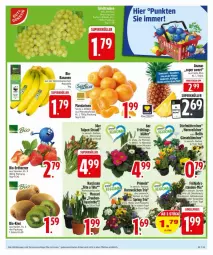 Gazetka promocyjna Edeka - Prospekte - Gazetka - ważna od 17.03 do 17.03.2025 - strona 5 - produkty: banane, bananen, beere, beeren, bio, deka, erdbeere, erdbeeren, kissen, kiwi, mandarine, mandarinen, Narzissen, Primeln, stauden, Ti, topf, trauben
