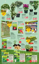 Gazetka promocyjna Jawoll - Prospekte - Gazetka - ważna od 16.04 do 16.04.2022 - strona 6 - produkty: Bau, berliner, blume, blumen, dünger, eis, elle, Erdbeerpflanze, erde, Garten, Gemüsedünger, Gemüseerde, HP, kartoffel, kartoffeln, kräuter, pflanze, pflanzen, Pflanzkartoffeln, rasen, rasensamen, reis, Ria, sac, Spezi, Sport, Ti, tomate, tomaten, topf, zwiebel, zwiebeln