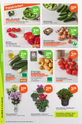 Gazetka promocyjna Tegut - Angebote der Woche - Gazetka - ważna od 14.10 do 14.10.2023 - strona 2 - produkty: Alpenveilchen, angebot, angebote, Bau, beere, beeren, bio, Bio-Paprika, bio-zucchini, bioland, braun, champignon, champignons, chrysanthemen, dekoration, eis, gurke, gurken, kartoffel, kartoffeln, natur, naturland, papier, Papiertüte, paprika, Rauch, reis, Ria, sac, salat, Schal, Schale, strauchtomaten, Ti, tomate, tomaten, topf, Tüte, zucchini