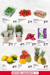 Gazetka promocyjna Selgros - Geniesser - Gazetka - ważna od 28.06 do 28.06.2023 - strona 7 - produkty: ACC, ananas, angebot, angebote, beutel, eis, honig, Honigtomaten, kräuter, mango, Rauch, regal, reis, rosmarin, salat, Schal, Schale, spinat, Ti, tomate, tomaten, topf, zitrone, zwiebel