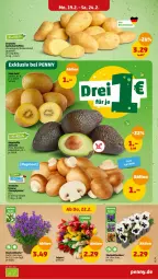 Gazetka promocyjna Penny - Prospekte - Gazetka - ważna od 24.02 do 24.02.2024 - strona 3 - produkty: blume, braun, eis, Schal, Schale, Ti, topf