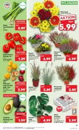 Gazetka promocyjna Kaufland - Prospekt - Gazetka - ważna od 09.10 do 09.10.2024 - strona 21 - produkty: angebot, angebote, auer, avocado, eis, fenster, früchte, Lauchzwiebel, lauchzwiebeln, paprika, pflanze, pflanzen, pflaume, pflaumen, reis, Ria, Schal, Schale, tee, Teelicht, teelichte, Ti, topf, ZTE, zwiebel, zwiebeln