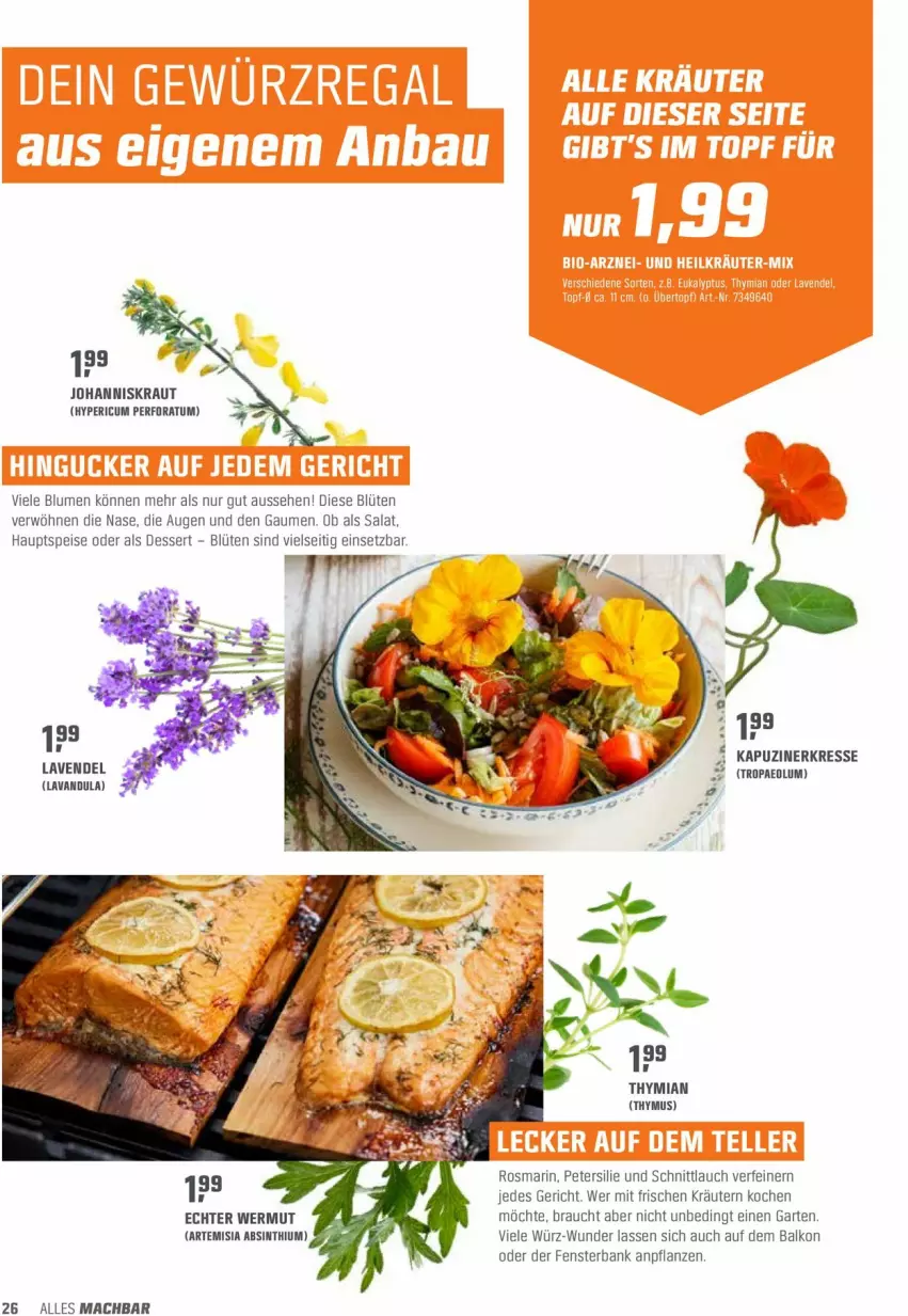 Aktueller Prospekt Obi - Prospekte - von 26.04 bis 15.05.2022 - strona 26 - produkty: Bank, blume, blumen, Blüte, dessert, eis, fenster, fensterbank, Garten, Johanniskraut, Kraut, kräuter, kräutern, lavendel, mac, petersilie, pflanze, pflanzen, Rauch, rosmarin, salat, schnittlauch, Ti