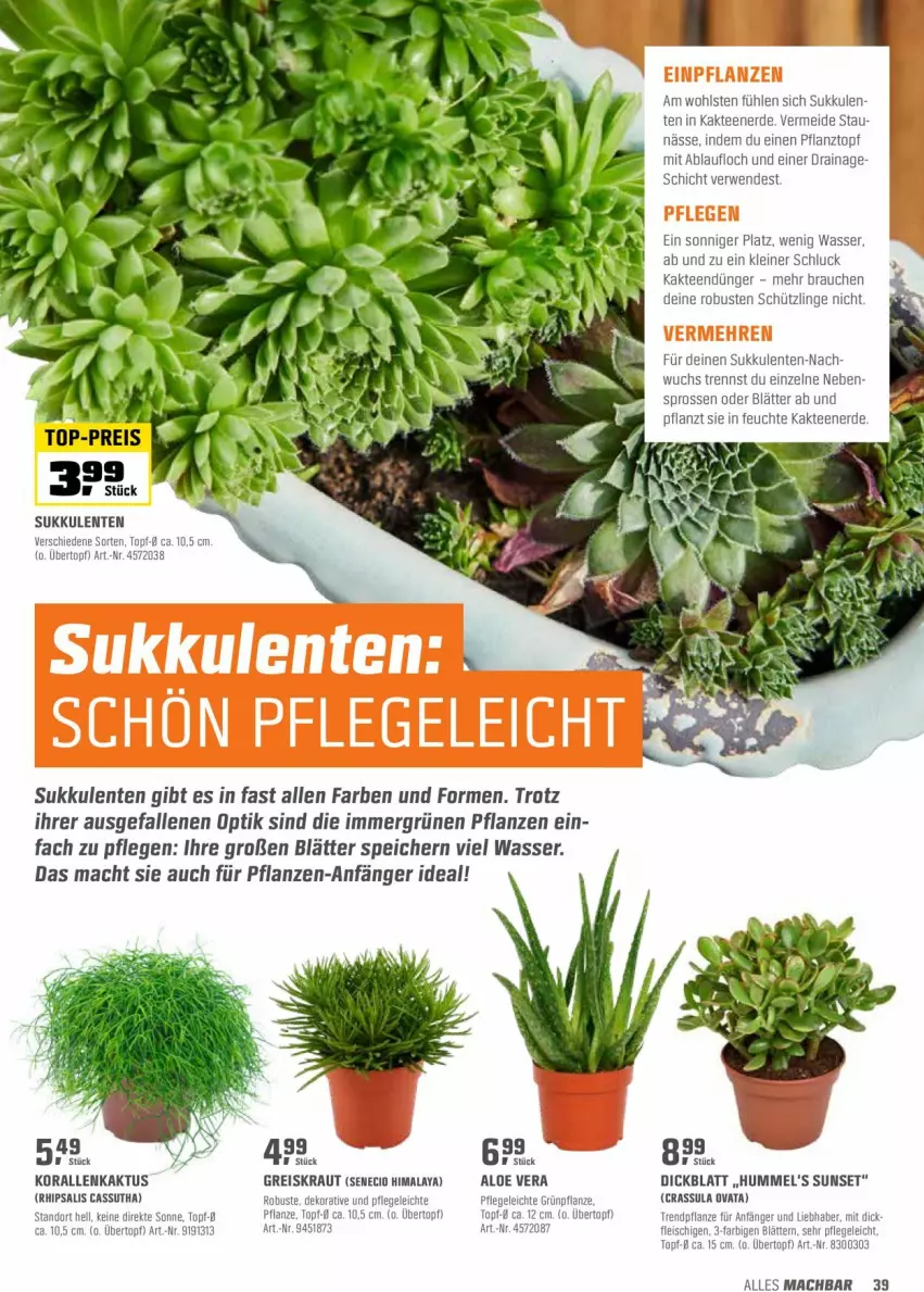 Aktueller Prospekt Obi - Prospekte - von 26.04 bis 15.05.2022 - strona 39 - produkty: aloe vera, dünger, eis, ente, erde, fleisch, Kaktee, Kraut, leine, mac, pflanze, pflanzen, Pflanztopf, Rauch, reis, rwe, Sukkulente, tee, Ti, topf, übertopf, wasser