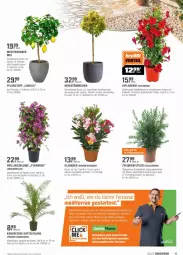 Gazetka promocyjna Obi - Prospekte - Gazetka - ważna od 15.05 do 15.05.2022 - strona 11 - produkty: blume, Blüte, Container, dip, dipladenia, eis, kübelpflanzen, mac, pflanze, pflanzen, Pflanztopf, Rauch, reis, Ti, topf, übertopf, zitrone, zitronen